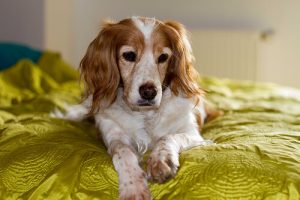 犬が股の匂いを嗅ぐワケ