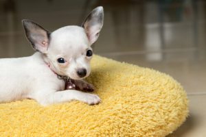 ワンちゃんの熱を下げる方法