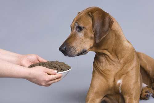 餌を待つ茶色い犬