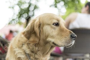 大型犬を飼うべき5つの理由