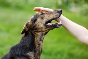 犬を絶対に叩いてはいけない理由