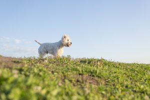 ペットを失うこと:君がいなくなってから