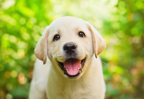 ラブラドールレトリーバーの子犬