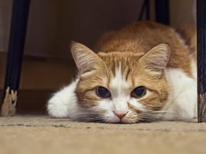 動物虐待への厳罰化を進めるメキシコ