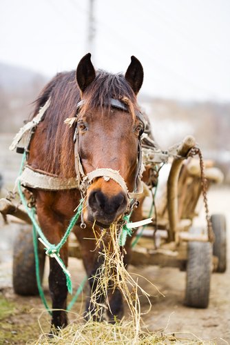 草を食べる馬