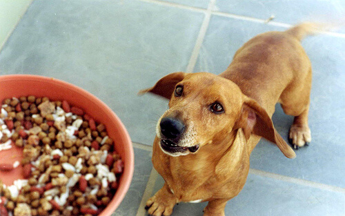 餌を待つ犬