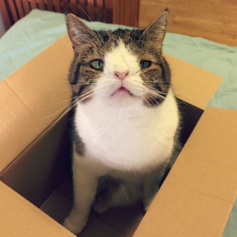 ダウン症をもつ猫のモンティ
