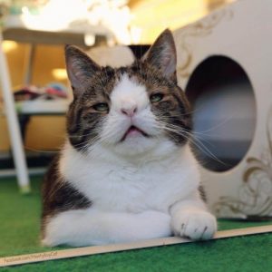 インターネットで有名になったダウン症をもつ猫のモンティ