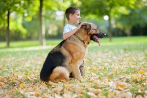 最も愛情の深い犬種はどれ?