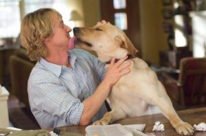 あなたもきっと気に入ってくれる犬の映画5選