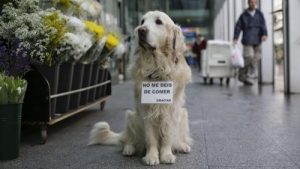 ルーゴプラザの名物犬ネイに会いに行こう