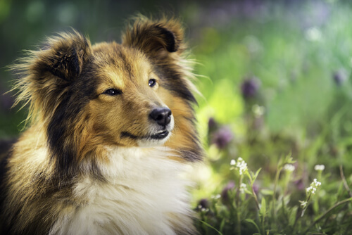 犬と自然
