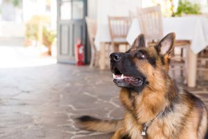 必見ドキュメンタリー「あまりに人間的な犬」