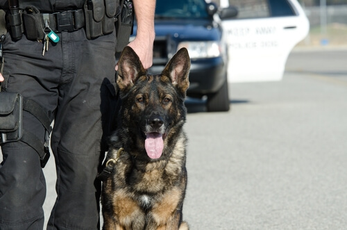 警察犬