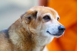 あなたの愛犬が察知できる10のコト