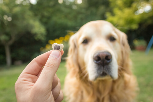 ご褒美を待つ犬