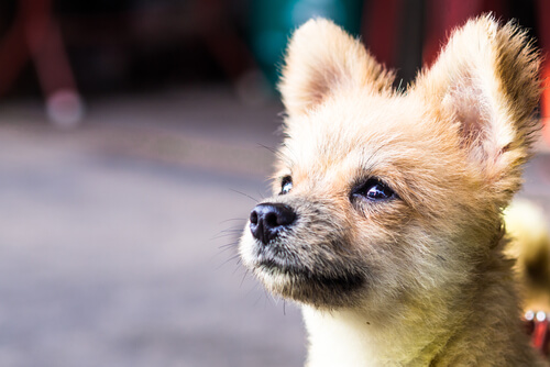 遠くを見つめる犬