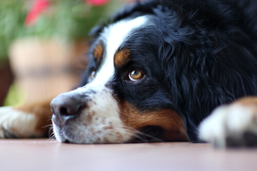 悲しむ犬