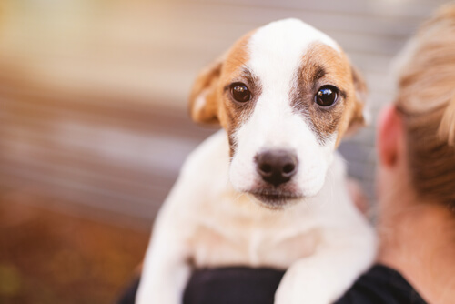 抱っこされる子犬