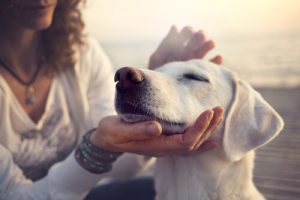 甘やかしすぎは犬を攻撃的な性格にしてしまう