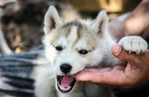 あなたの知らない犬に関する衝撃事実21選:パート1