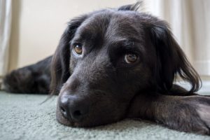 実は犬が嫌がっている6つのこと