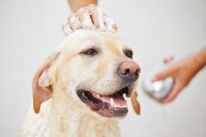 ペットの飼い方入門:お風呂の入れ方