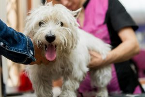 犬にはどんなワクチンが必要?