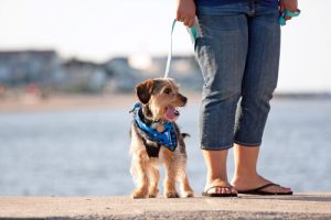あなたの愛犬を毎日散歩に連れて行くべき理由
