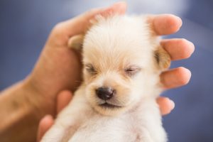 大人しい犬の育成を実現させましょう