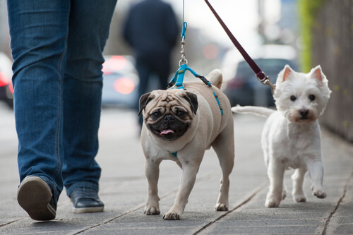 犬に引っ張られないようにするため、ハーネスを使いましょう