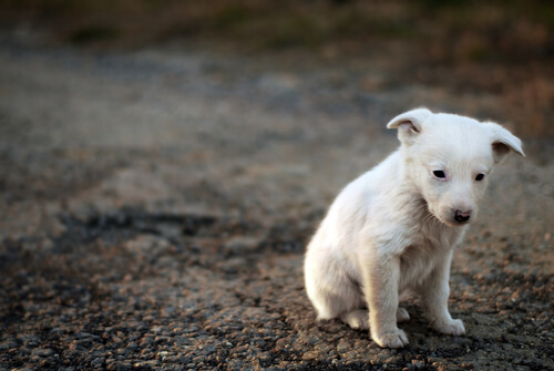 悲しそうな野良犬の子犬