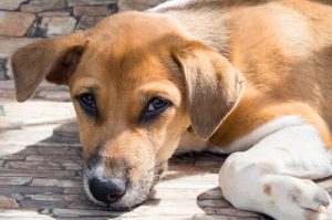 頭脳の力: 野良犬たちの知恵