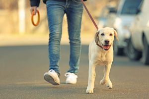 散歩中、愛犬に引っ張られて散歩していませんか?