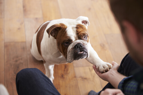 犬をしつけておとなしい犬に育てましょう。