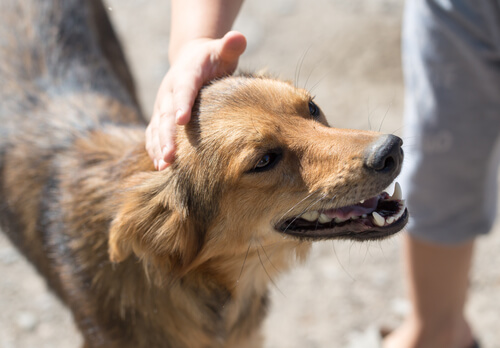 ペット放棄を防ぐために捨て犬を引き取る前にはよく考えましょう。