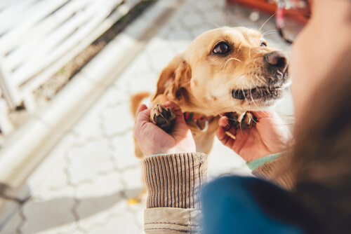 飼い犬に残酷なことをした飼い主のカップル。