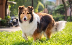 最も自立している7つの犬種