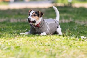 愛犬に暖かく過ごしてもらう方法:寒さ対策マニュアル