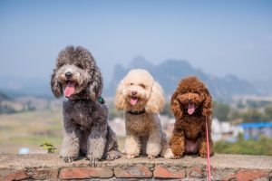 グループ8に当てはまる犬たち: FCIによる犬種の分類