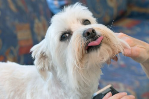 犬のお肌を保湿してあげる方法