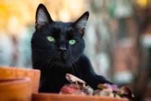 黒猫は本当に縁起が悪いの?