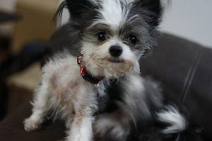 オススメのノミ治療法