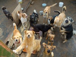動物保護シェルターを支援しよう
