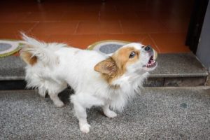 飼い犬に喋り方を教えよう