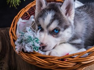 犬のベッドの掃除に役立つ5つのポイント