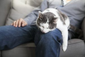 猫に家具をひっかかせないために