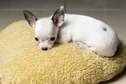 犬クッションでくつろぎ中