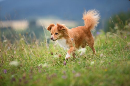 犬草原をお散歩中