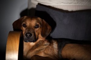 犬とテレビの関係性